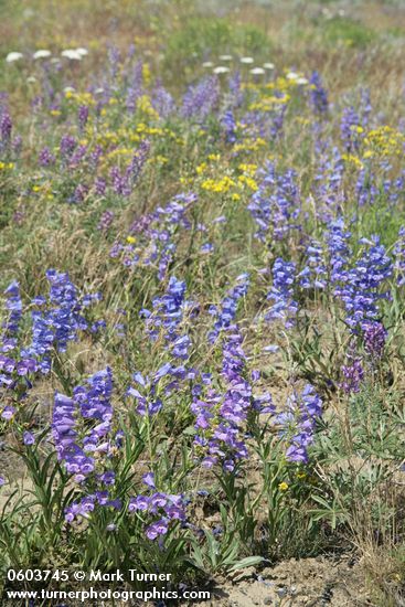 Penstemon speciosus