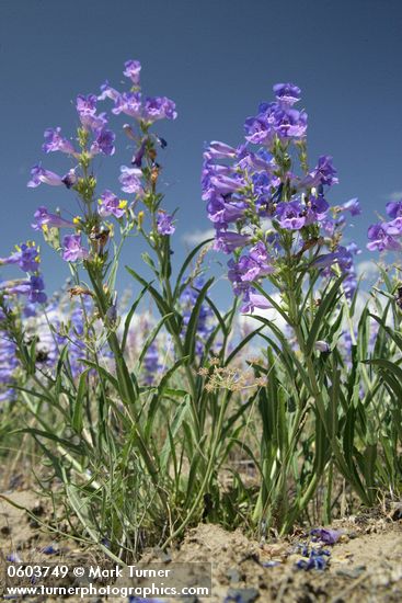 Penstemon speciosus