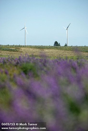 Lupinus bingenensis var. subsaccatus