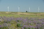 Wind generators on horizon w/ Bingen Lupines soft fgnd