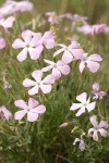 Sticky Phlox