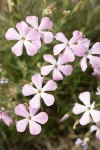 Sticky Phlox blossoms