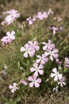 Sticky Phlox