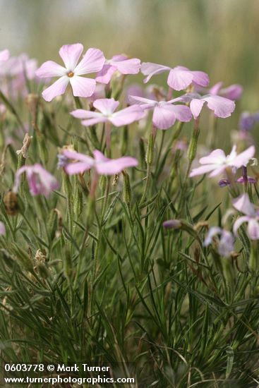 Phlox viscida