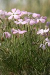 Sticky Phlox