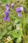 Early Blue Violet blossoms among Virginia Strawberry foliage