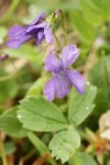 Early Blue Violet blossoms among Virginia Strawberry foliage