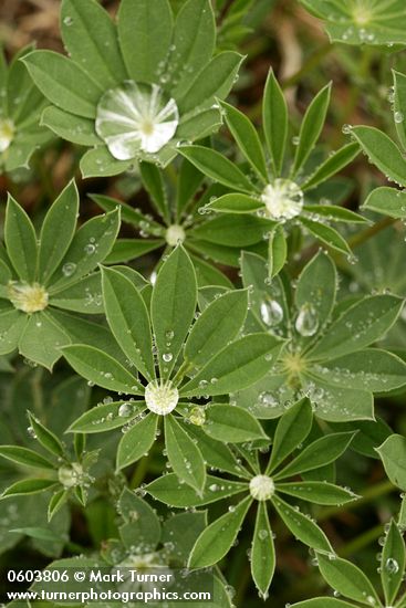 Lupinus latifolius