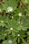Broadleaf Lupine foliage w/ water droplets