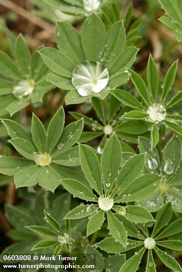 Lupinus latifolius