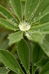 Broadleaf Lupine foliage w/ water droplets, detail