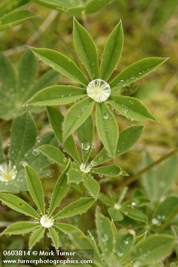 Lupinus latifolius