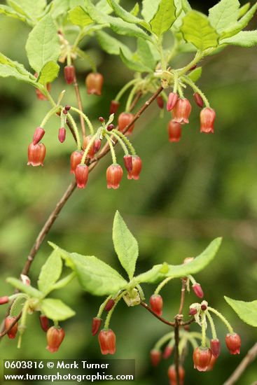 Menziesia ferruginea