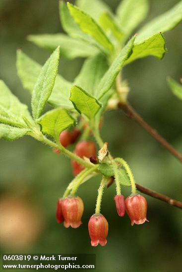 Menziesia ferruginea