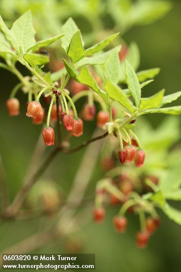 Menziesia ferruginea