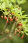 Fool's Huckleberry blossoms & foliage