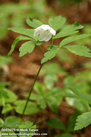 Anemone oregana var. felix