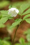 Felix Anemone blossom & foliage detail