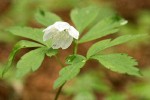 Felix Anemone blossom & foliage detail