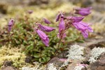 Davidson's Penstemon