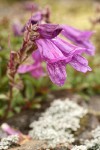 Davidson's Penstemon blossoms detail