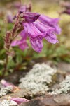 Davidson's Penstemon blossoms detail