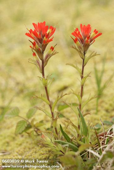 Castilleja hispida