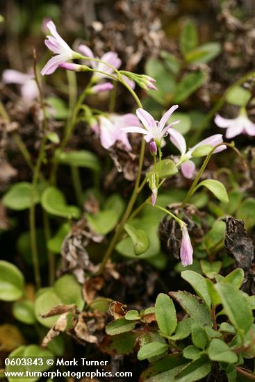 Montia parvifolia