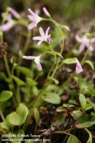 Montia parvifolia