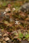 Rusty Saxifrage