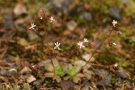 Rusty Saxifrage