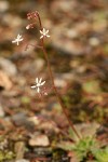 Rusty Saxifrage