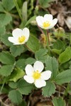 Virginia Strawberry blossoms & foliage detail