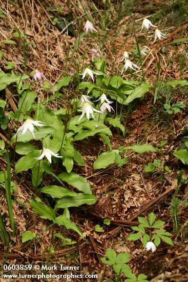 Erythronium elegans