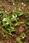 Coast Range Fawnlilies