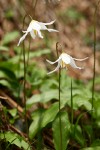 Coast Range Fawnlily blossoms & foliage