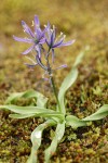 Small Camas among mosses