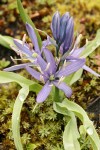 Small Camas among mosses