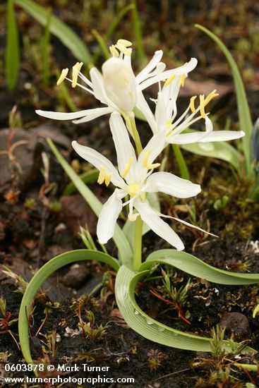 Camassia quamash ssp. breviflora