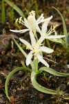 White-flowered Small Camas among mosses