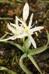 White-flowered Small Camas among mosses