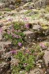 Davidson's Penstemon among basalt blocks w/ mosses & lichens