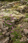 Davidson's Penstemon among basalt blocks w/ mosses & lichens