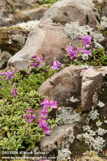 Penstemon davidsonii