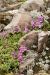 Davidson's Penstemon among basalt blocks w/ mosses & lichens, detail