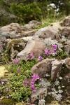 Davidson's Penstemon among basalt blocks w/ mosses & lichens, detail