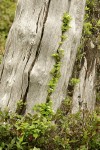 Bunchberry in crack in standing dead tree trunk