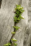 Bunchberry in crack in standing dead tree trunk, detail