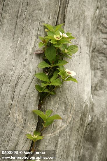 Cornus unalaschkensis