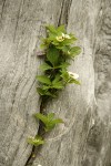 Bunchberry in crack in standing dead tree trunk, detail